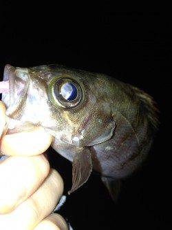 東二見　メバリングでメバル＆セイゴ☆