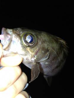 東二見　メバリングでメバル＆セイゴ☆