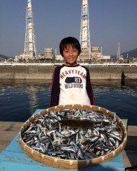 【1000匹】さびきでイワシ爆釣中！平目も釣れました！