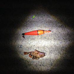 田ノ浦漁港　ウキ釣りでガシラ狙いも1尾の釣果