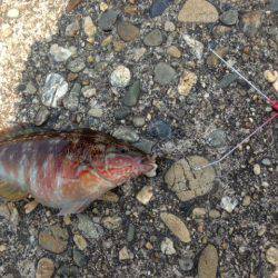 紀ノ川河口でちょい投げ、ベラ×3