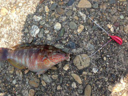 紀ノ川河口でちょい投げ、ベラ×3