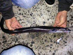 日高エリアイカ狙いでアジを泳がしていると超巨大穴子