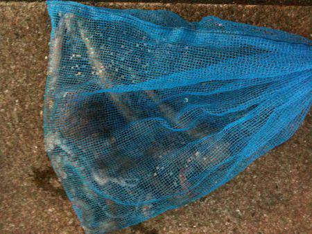 兵庫突堤 オクトパッシングでマダコゲット☆…