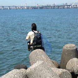 淀川河口　シーバス狙いにキビレがヒット！