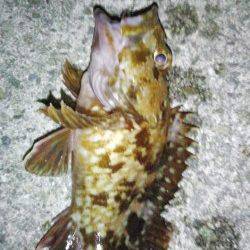 明石港 メバリング＆ライトワインドでガシラ〜22cm2匹