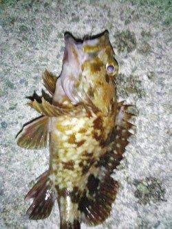 明石港 メバリング＆ライトワインドでガシラ〜22cm2匹