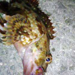 明石港 メバリング＆ライトワインドでガシラ〜22cm2匹