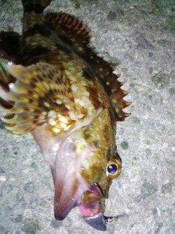 明石港 メバリング＆ライトワインドでガシラ〜22cm2匹