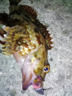 明石港 メバリング＆ライトワインドでガシラ…