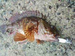 岩屋　エサ屋さんのメバル１Dayトーナメントに参加　メバリングでガシラ＆メバル☆