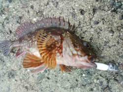 岩屋　エサ屋さんのメバル１Dayトーナメン…