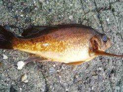 岩屋　エサ屋さんのメバル１Dayトーナメントに参加　メバリングでガシラ＆メバル☆