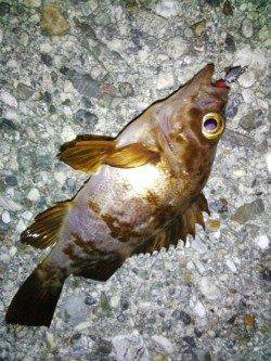 東二見　メバリングでメバル最大18cmを3匹☆