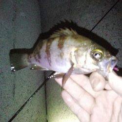 東二見　メバリングでメバル最大18cmを3匹☆