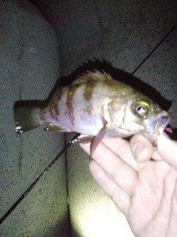 東二見　メバリングでメバル最大18cmを3匹☆