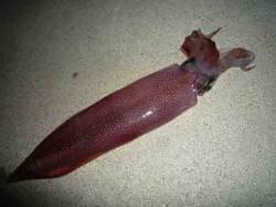 旭　エギングでシロイカがヒット！次はアオリ…