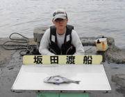 衣奈の筏でチヌ〜38cmの釣果
