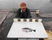 衣奈の筏でチヌ〜38cmの釣果