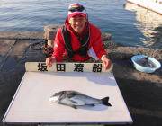 湾内の筏　もう少しで年なしでした！