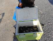 黒島の磯　アイゴでクーラー満タン