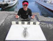 黒島の磯　エギングで1.5ｋｇのアオリイカ