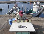 湾内の筏　チヌの釣果