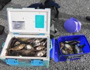 黒島の磯　アイゴとグレの釣果