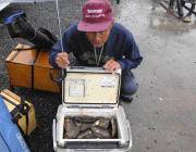 黒島の磯でのアイゴ釣り　数型ともに大満足