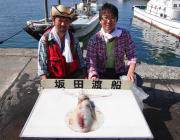 ヤエンでのアオリイカ良型です　黒島の磯