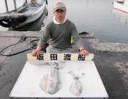 黒島の磯　エギングでのアオリイカ釣果