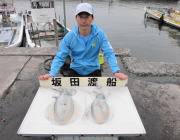 黒島の磯　エギングで1.3ｋｇと1.8ｋｇ…