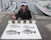 湾内の筏でのチヌいいサイズです