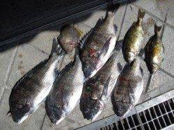 キハチ磯、フカセでチヌ5枚・アイゴ2匹の釣果☆チヌは良型☆