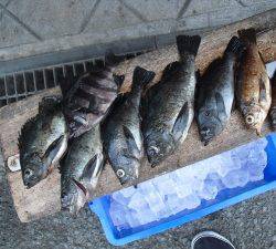 有田の磯 シラサをエサにメバル〜28cm8匹