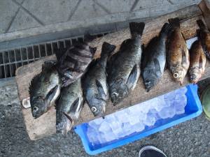 有田の磯 シラサをエサにメバル〜28cm8匹