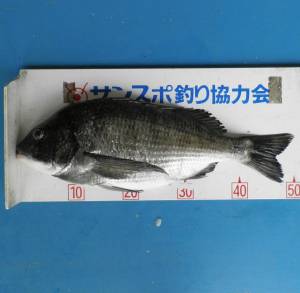 上佐波賀 年無しチヌ50.4cm