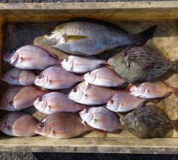 神谷一文字 カゴ釣りでイサギ、チャリコ、ガシラなどの釣果