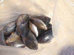 １２時まででグレ大漁です^^ 助八フカセ釣果