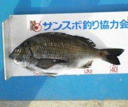 舞鶴田井でフカセ釣り、チヌ44.3cmあがっています