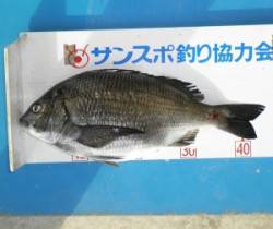 舞鶴田井でフカセ釣り、チヌ44.3cmあが…