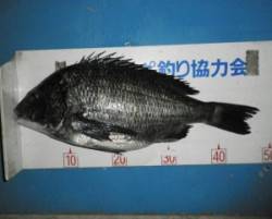 佐波賀地磯でのフカセでも良型チヌ♪