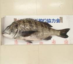 千歳地磯で54.2cmの年無しチヌ！！