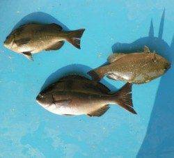 音海磯で、良型グレ・チヌの釣果あり！