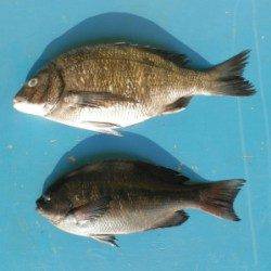 音海磯で、良型グレ・チヌの釣果あり！