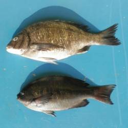 音海磯で、良型グレ・チヌの釣果あり！