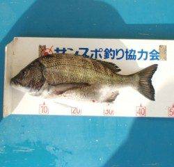 佐波賀地磯 フカセでチヌ46.3cm