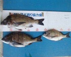 佐波賀道路沿いでチヌ49cmを頭に3匹の釣果