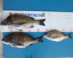 佐波賀道路沿いでチヌ49cmを頭に3匹の釣…