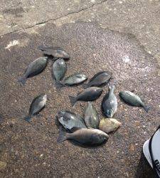 沖の赤島、コッパが多いですが大漁です♪